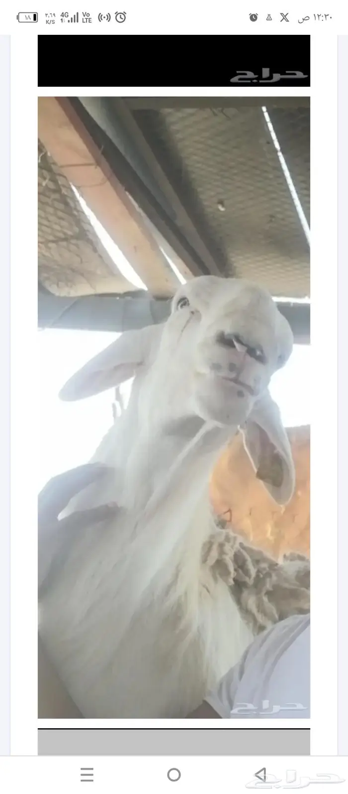 مشروع فحل ابرص تم بيعه 2