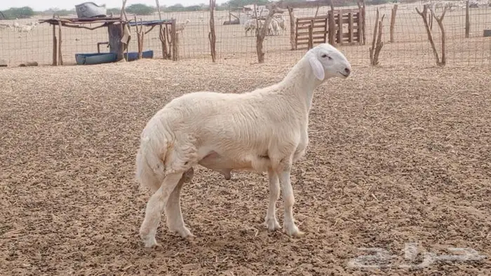 مشروع فحل ابرص تم بيعه 0