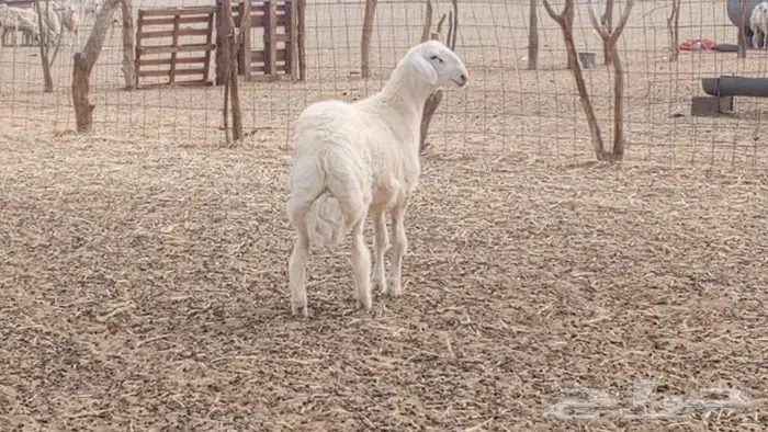 مشروع فحل ابرص تم بيعه 1