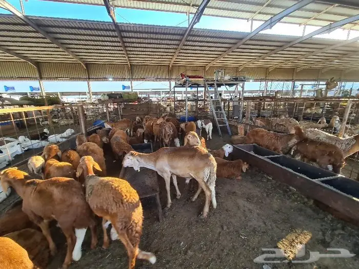 طليان سواكني تربية ويوجد ذبح و توصيل لباب البيت 8