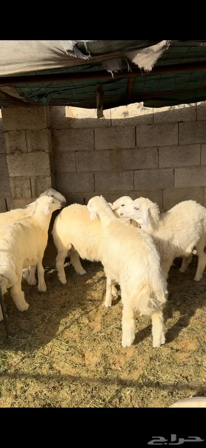 ذبايح تمايم وثلاجة زبده للبيع 0