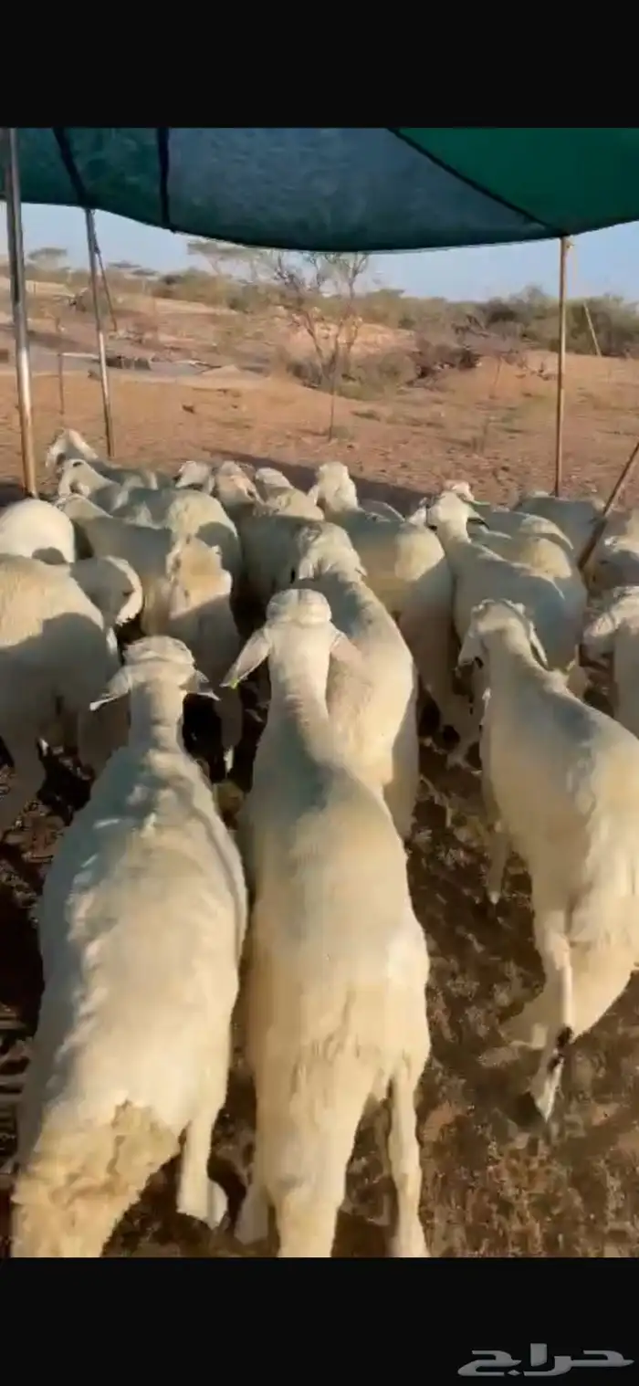 سواكن مرباه اكثر من 4 اشهر 0