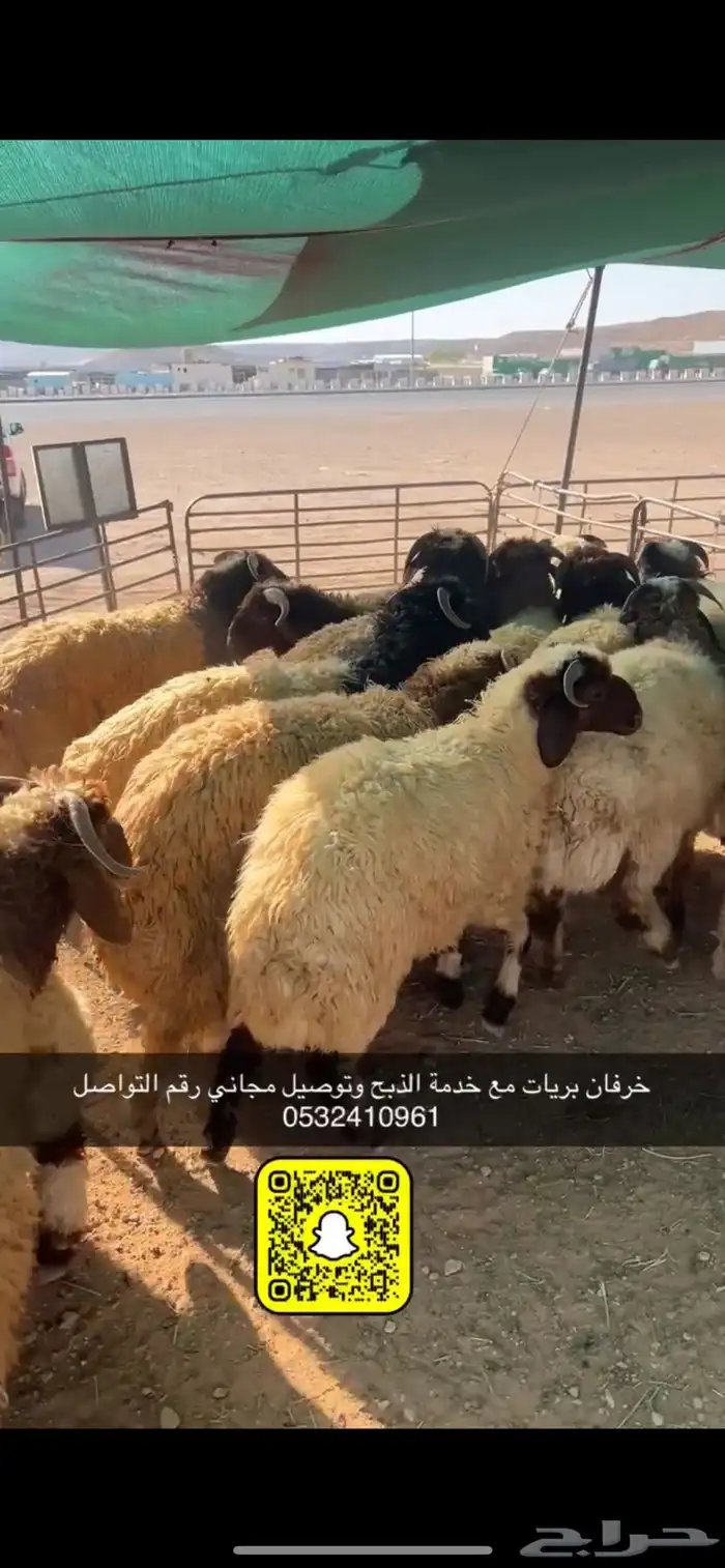 ذبايح عرعر مع خدمة الذبح وتوصيل مجاني 0