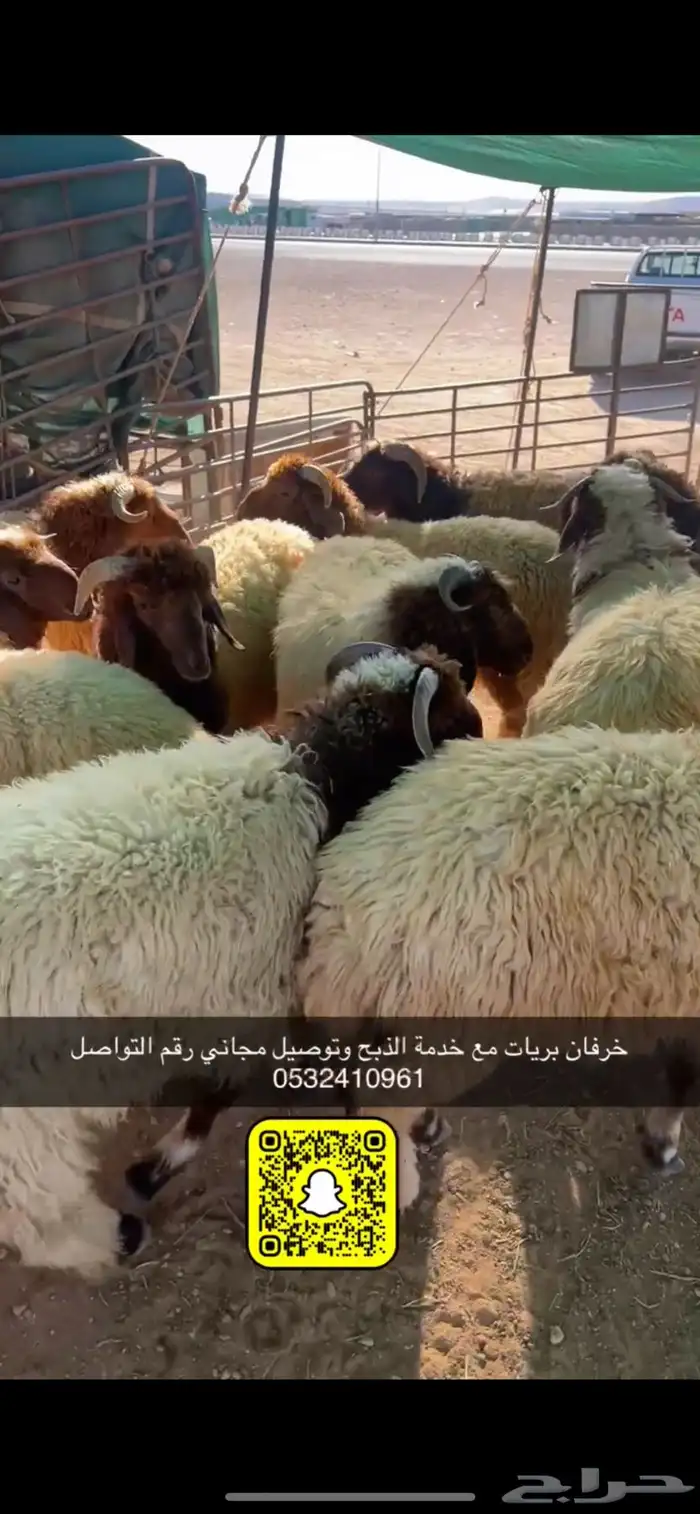 ذبايح عرعر مع خدمة الذبح وتوصيل مجاني 2