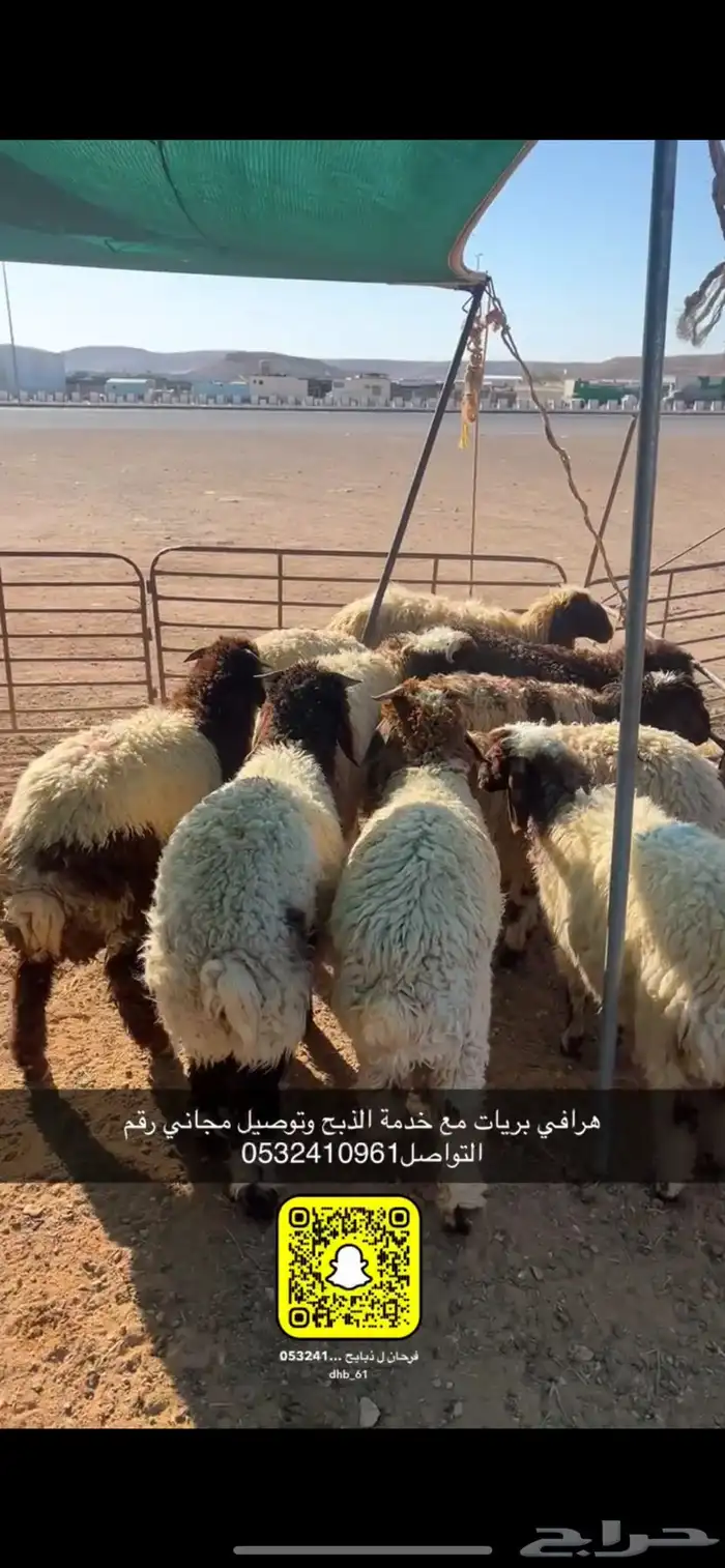 ذبايح عرعر مع خدمة الذبح وتوصيل مجاني 5