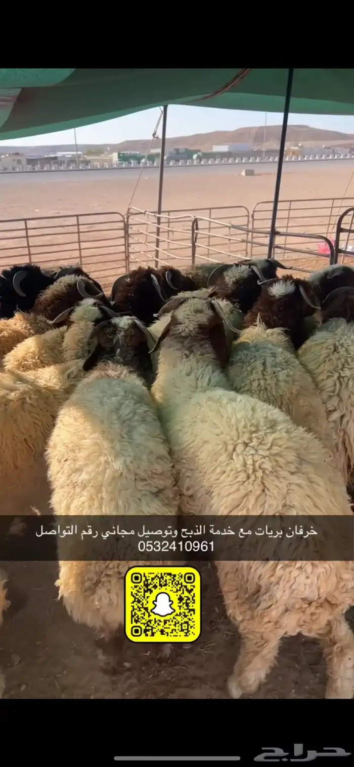 ذبايح عرعر مع خدمة الذبح وتوصيل مجاني 1