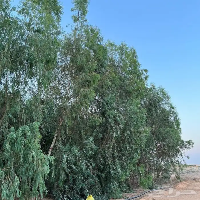مزرعة للإيجار الخوير 4