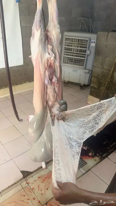 البيع ذبايح 4