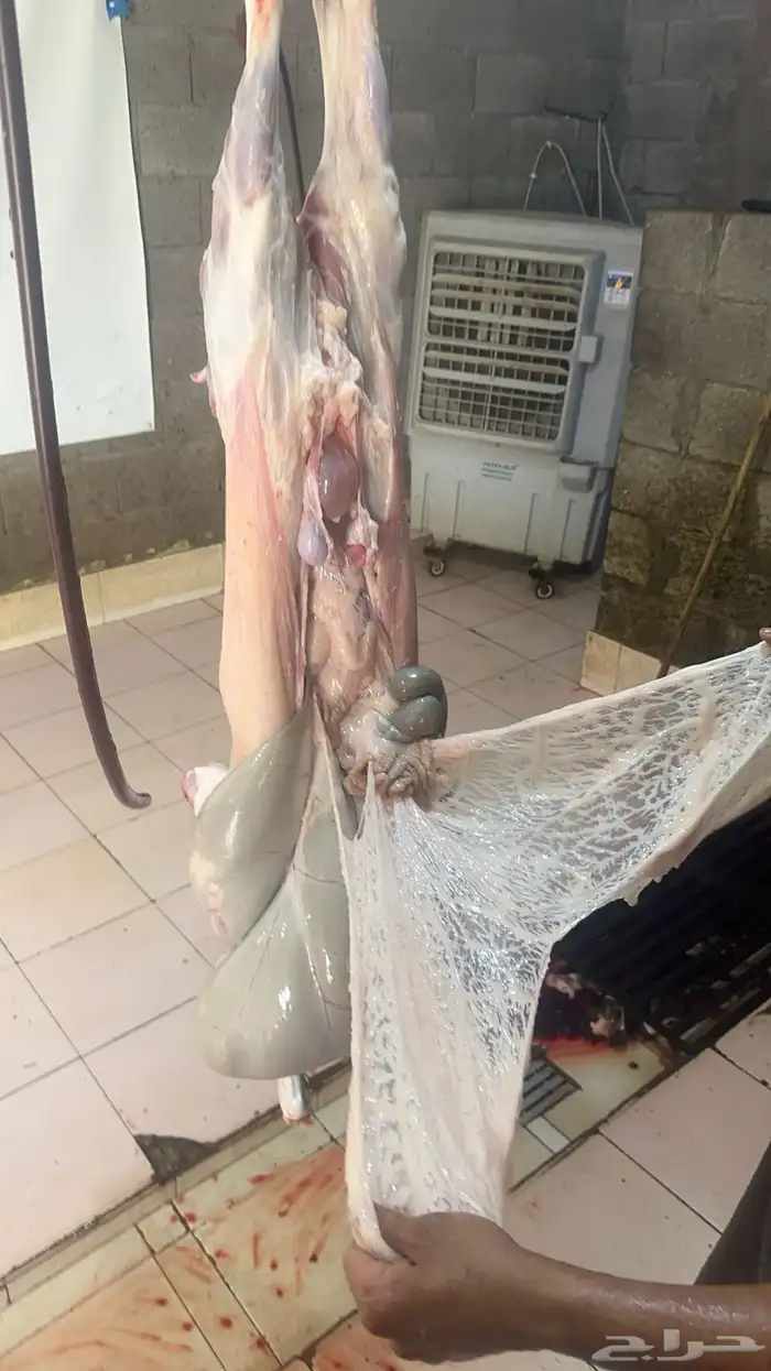 البيع ذبايح 4