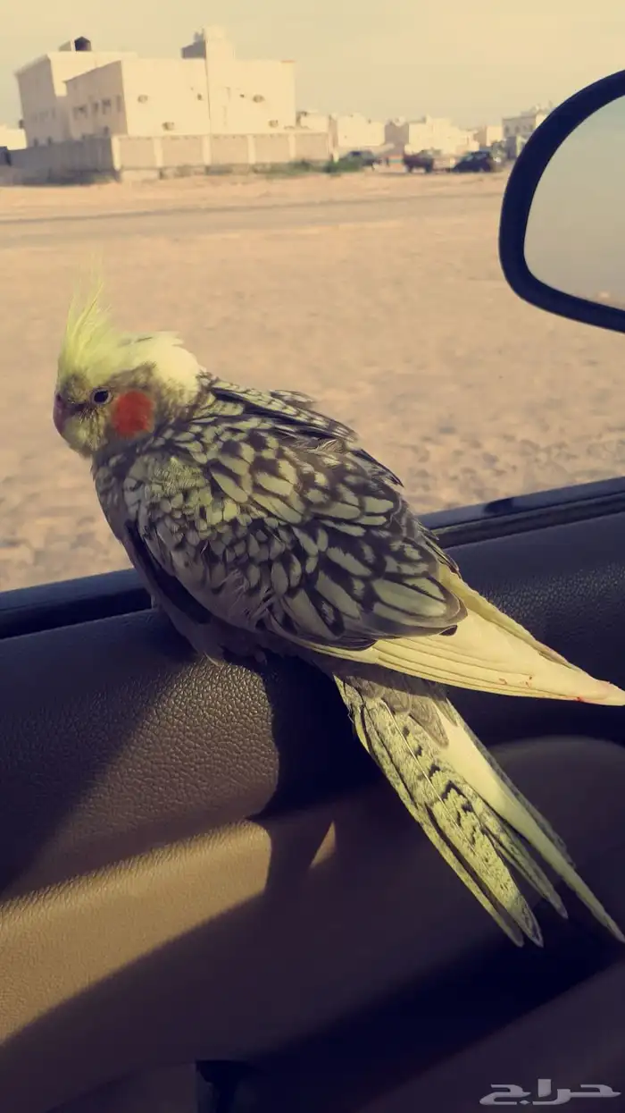 فندقة ببغاوات 1