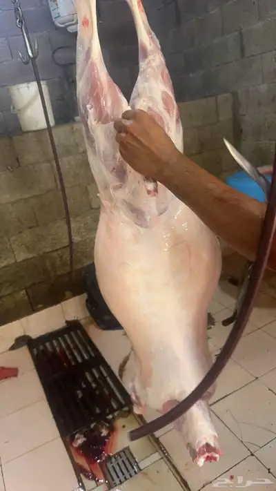 البيع ذبايح 3