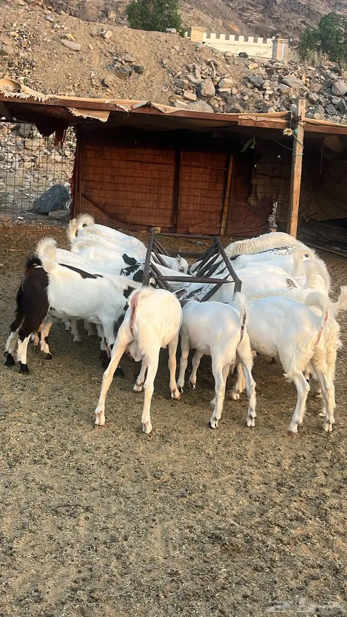 تيوس بلدي درجه اولى 0