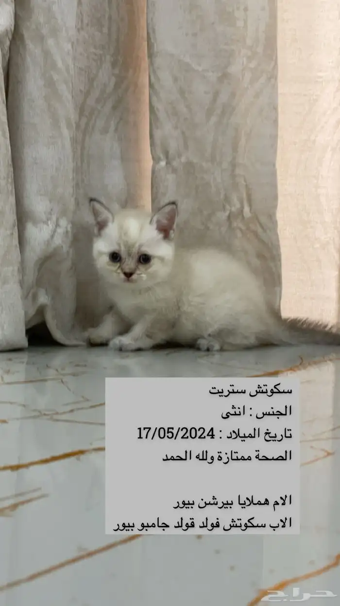سكوتش 0