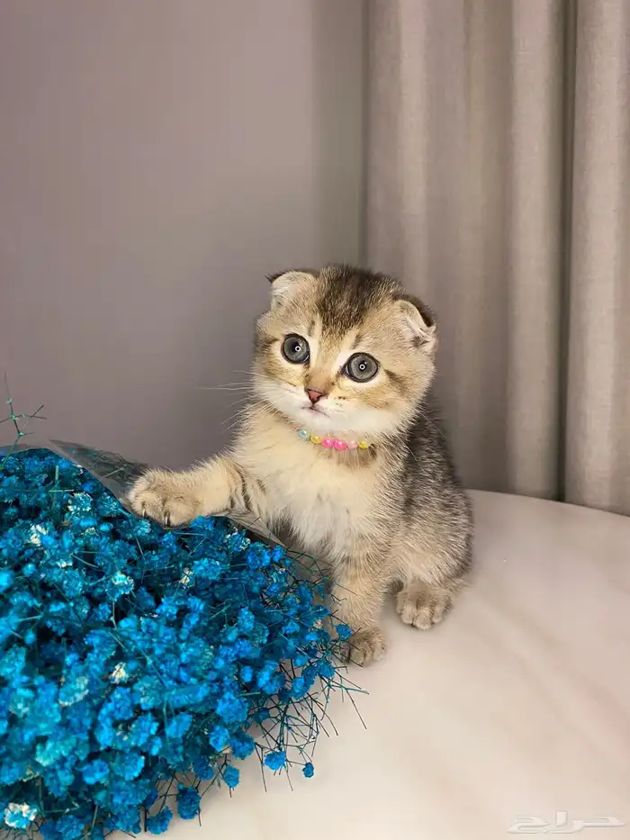 قطط سكوتش فولد للبيع 2