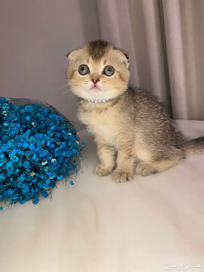 قطط سكوتش فولد للبيع 1