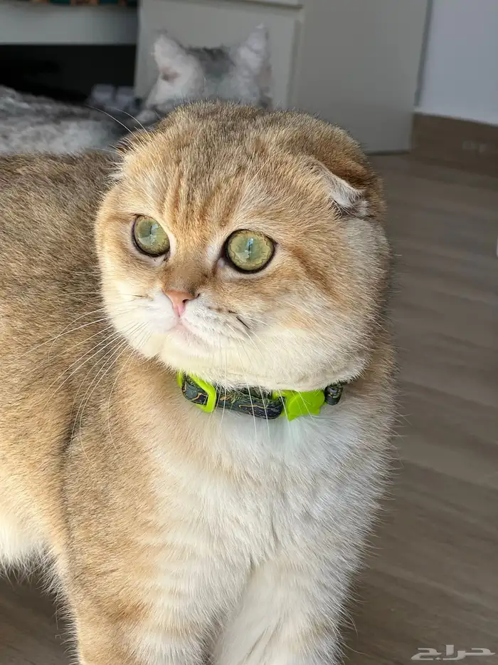 قط سكوتش ny25 تربل فولد مون فيس للتزاوج 1