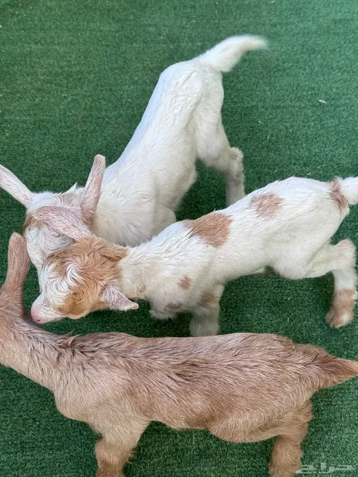 ماعز قزم تشيكي أمريكي 0