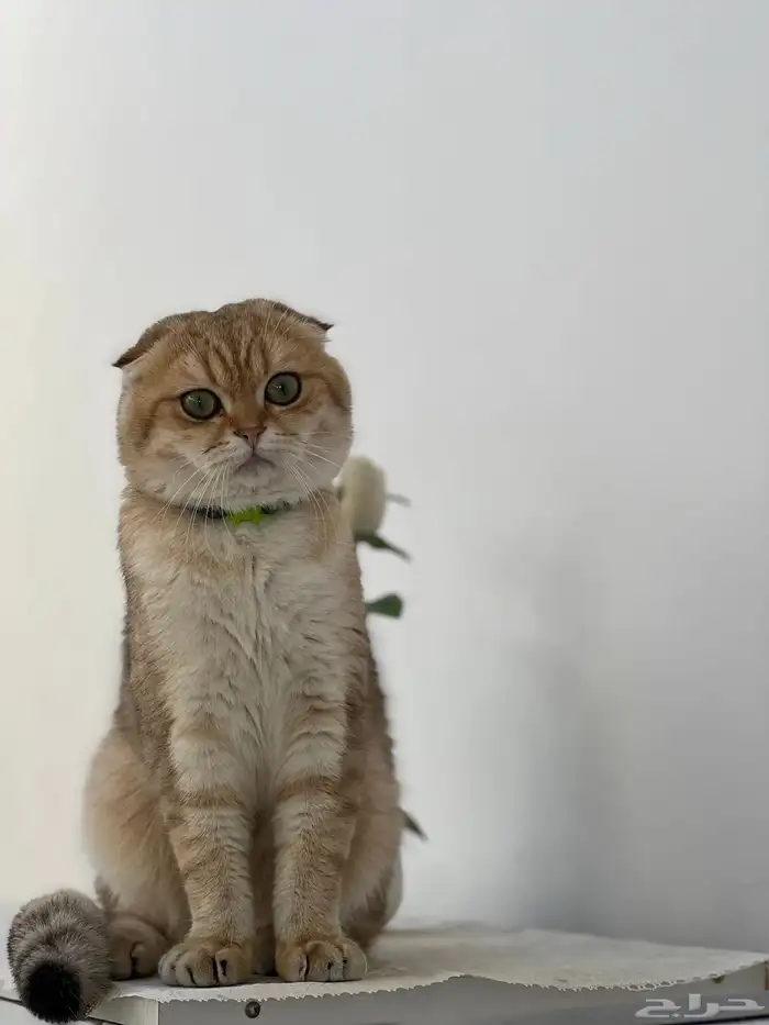 قط سكوتش ny25 تربل فولد مون فيس للتزاوج 2