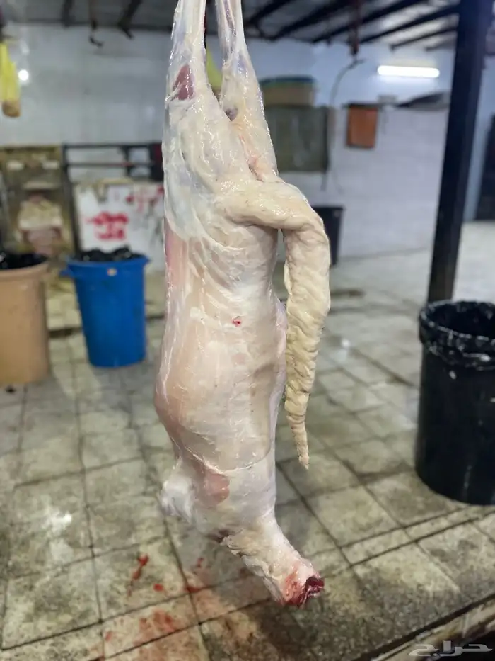 سواكن تربيه فل شحم باسعار جدا مناسبه 2