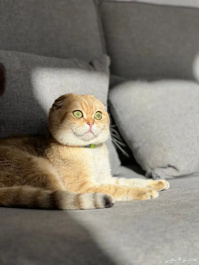 قط سكوتش ny25 تربل فولد مون فيس للتزاوج 3