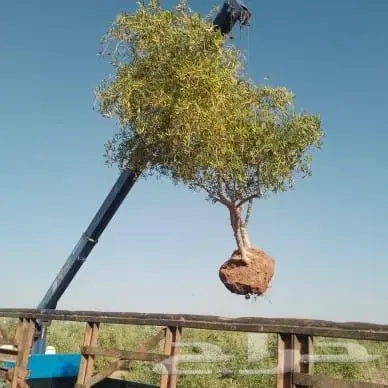 زارعة وتوريد اشجار النخيل وعمل الشبوك 5