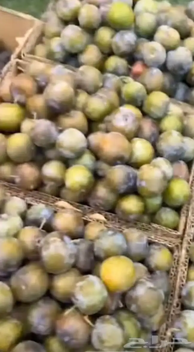 عنب حماط تين برشومي خوخ للبيع من المزرعه طازه بني سعد 4