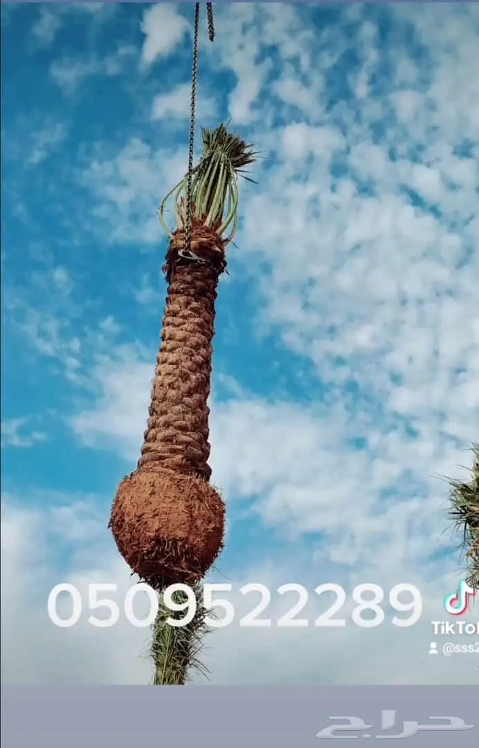 زارعة وتوريد اشجار النخيل وعمل الشبوك 7