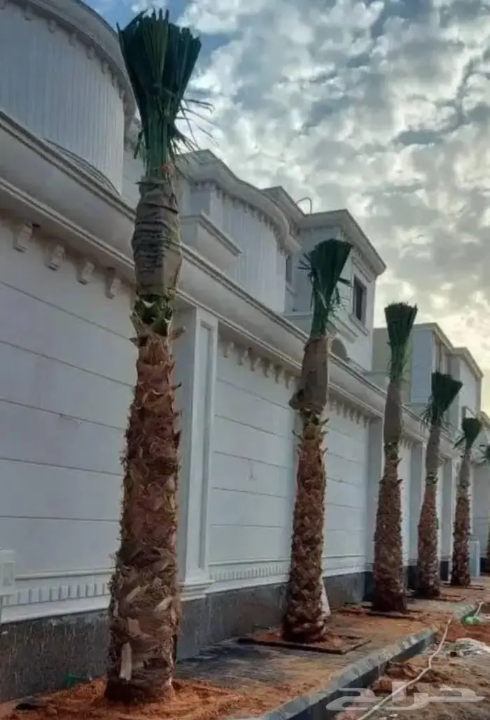 زارعة وتوريد اشجار النخيل وعمل الشبوك 8