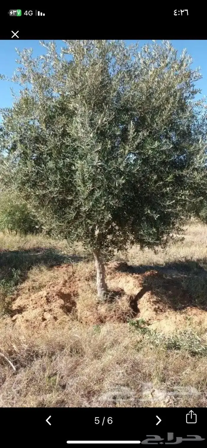 زارعة وتوريد اشجار النخيل وعمل الشبوك 2