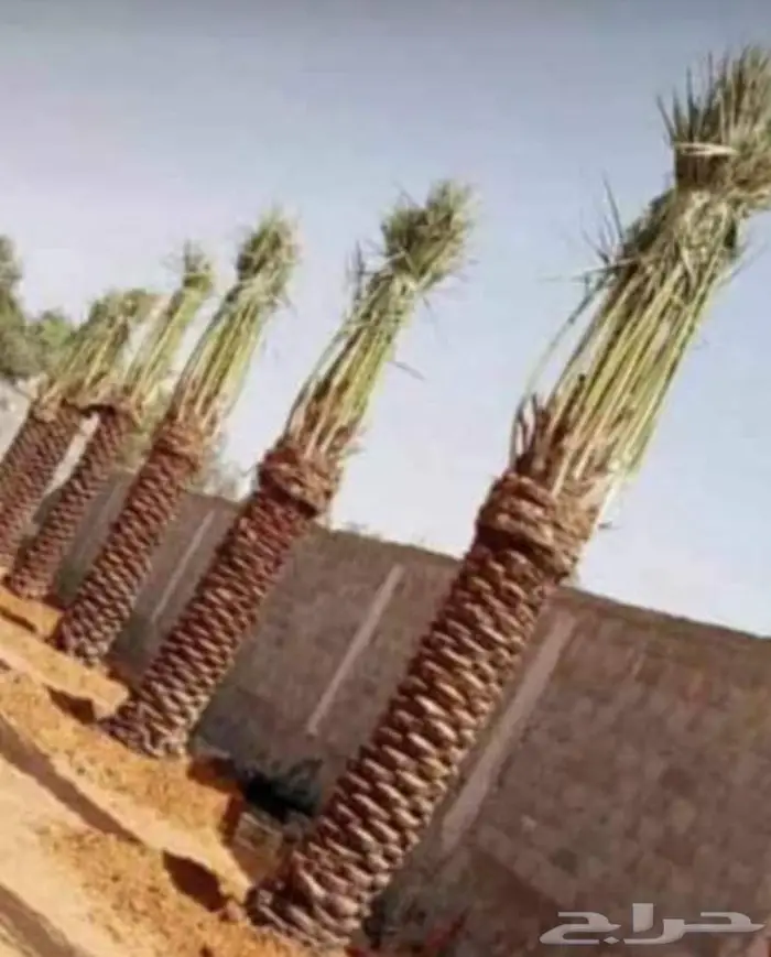 زارعة وتوريد اشجار النخيل وعمل الشبوك 0