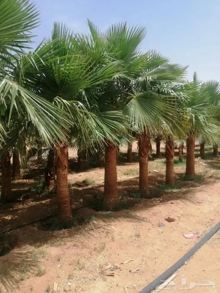 زارعة وتوريد اشجار النخيل وعمل الشبوك 6