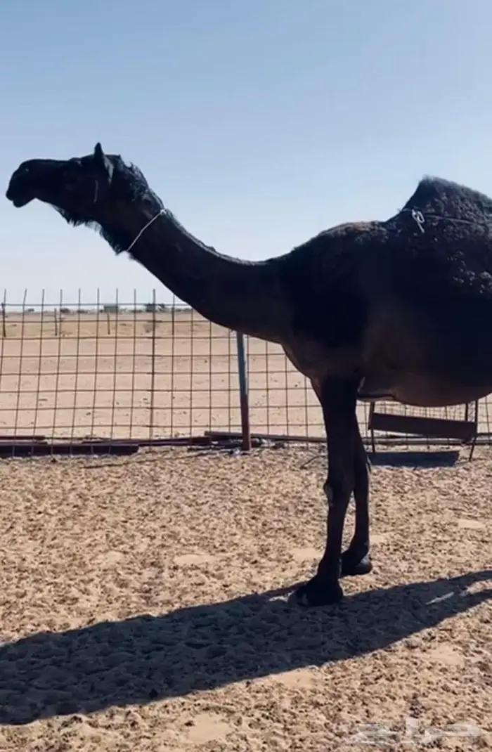 الخلفه الكفو المنيحه 1
