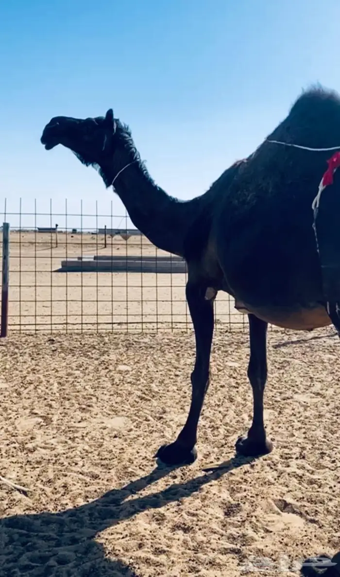 الخلفه الكفو المنيحه 0
