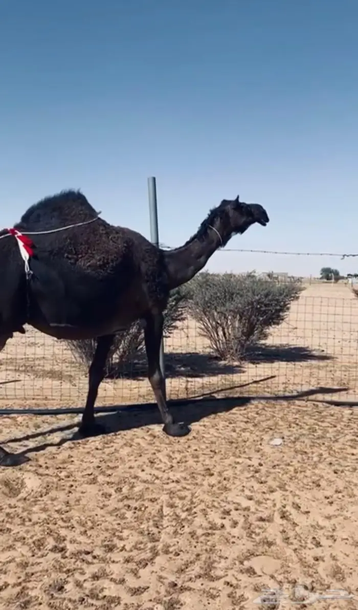 الخلفه الكفو المنيحه 2