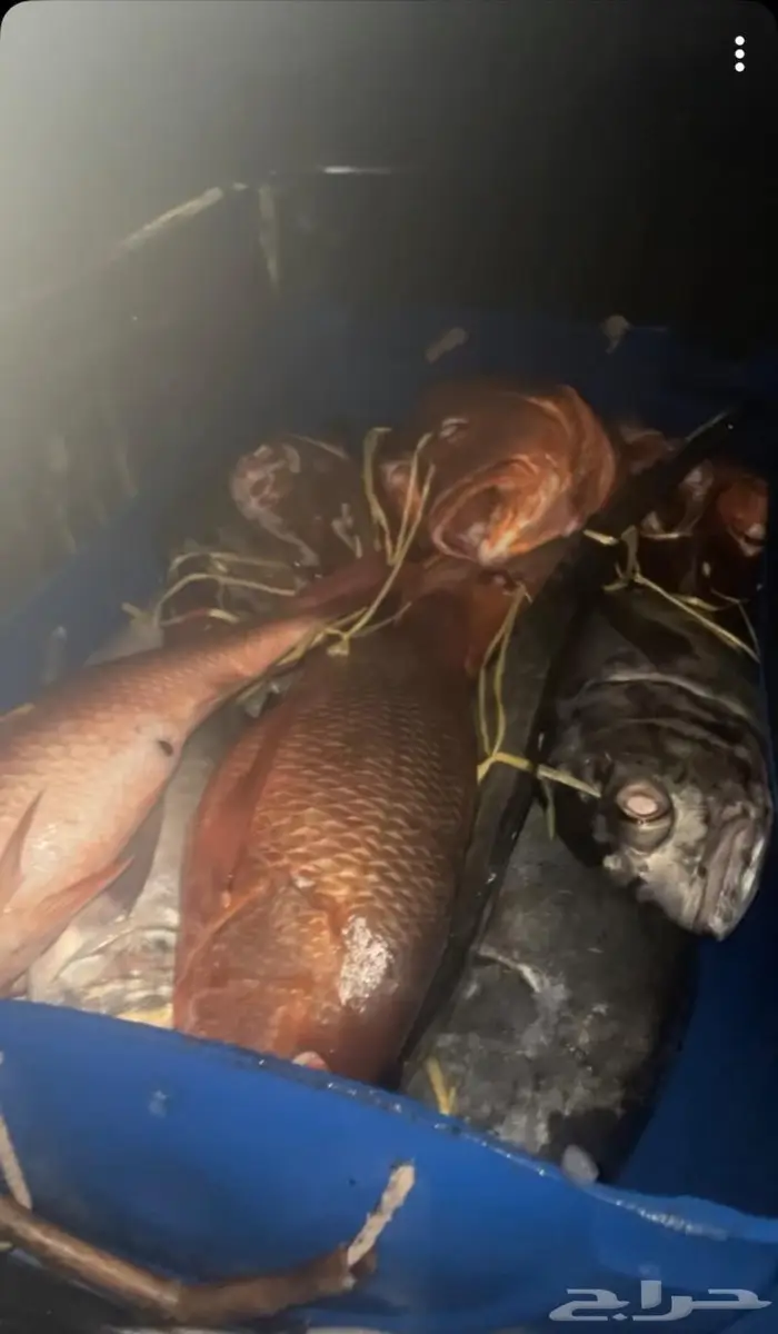 ايجار قارب رحلات بحرية 0