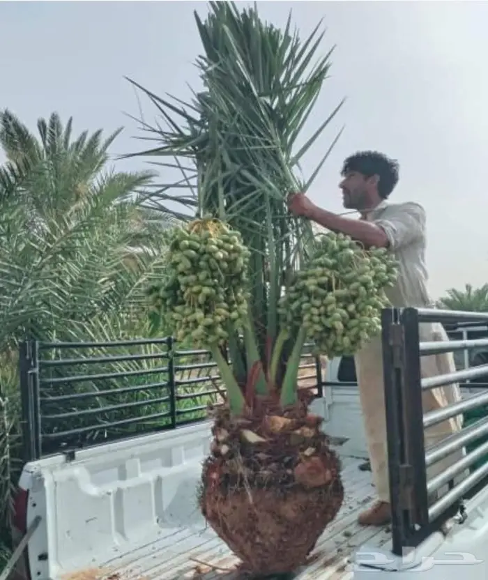 زارعة وتوريد اشجار النخيل وعمل الشبوك 1
