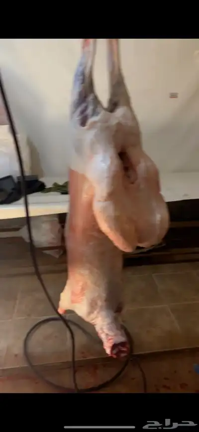 البيع ذبايح 5