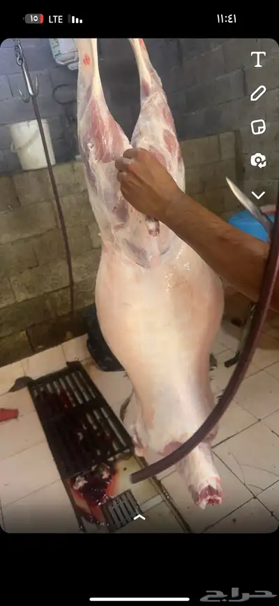 البيع ذبايح 2
