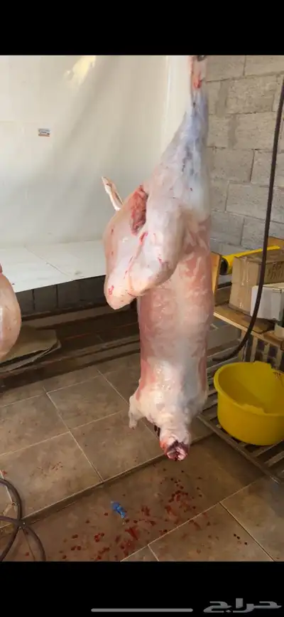 البيع ذبايح 7