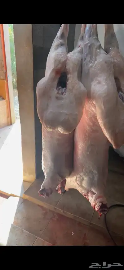 البيع ذبايح 6