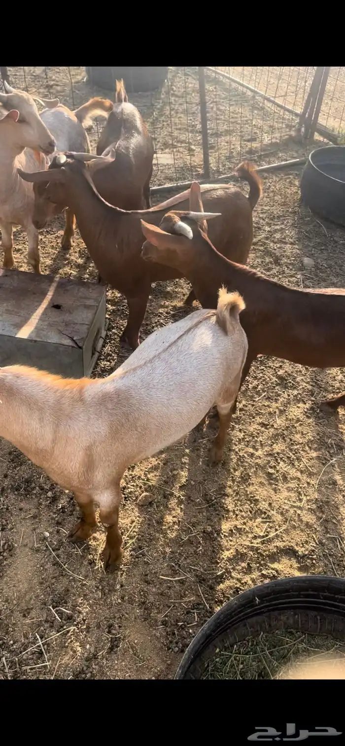 تيوس بلدي درجه اولى 1