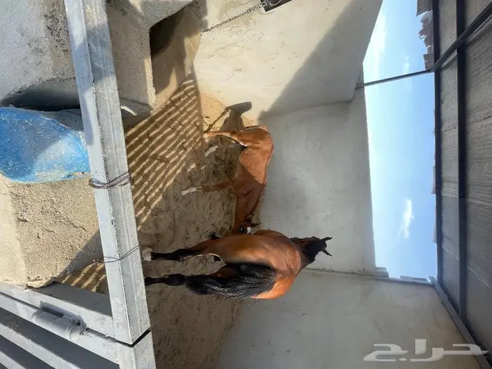 مربط نواصي العز لايواء الخيل والتدريب 5