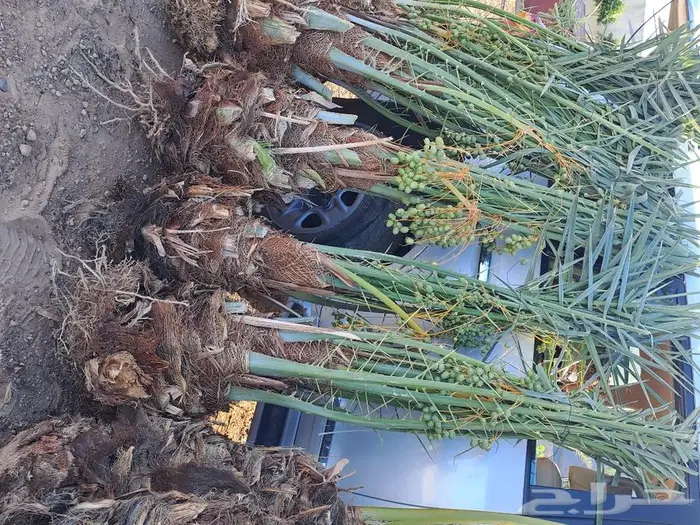 زارعة وتوريد اشجار النخيل وعمل الشبوك 3