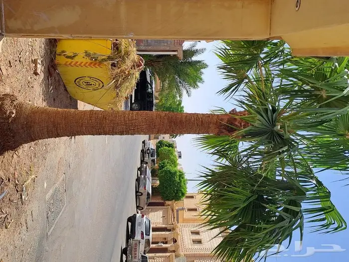 زارعة وتوريد اشجار النخيل وعمل الشبوك 4