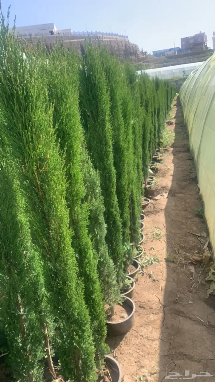 سرو ايطالي 1