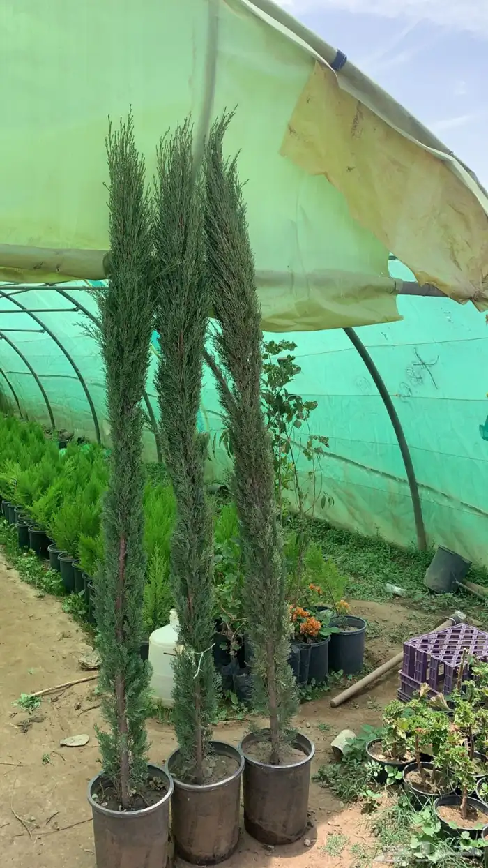 سرو ايطالي 0