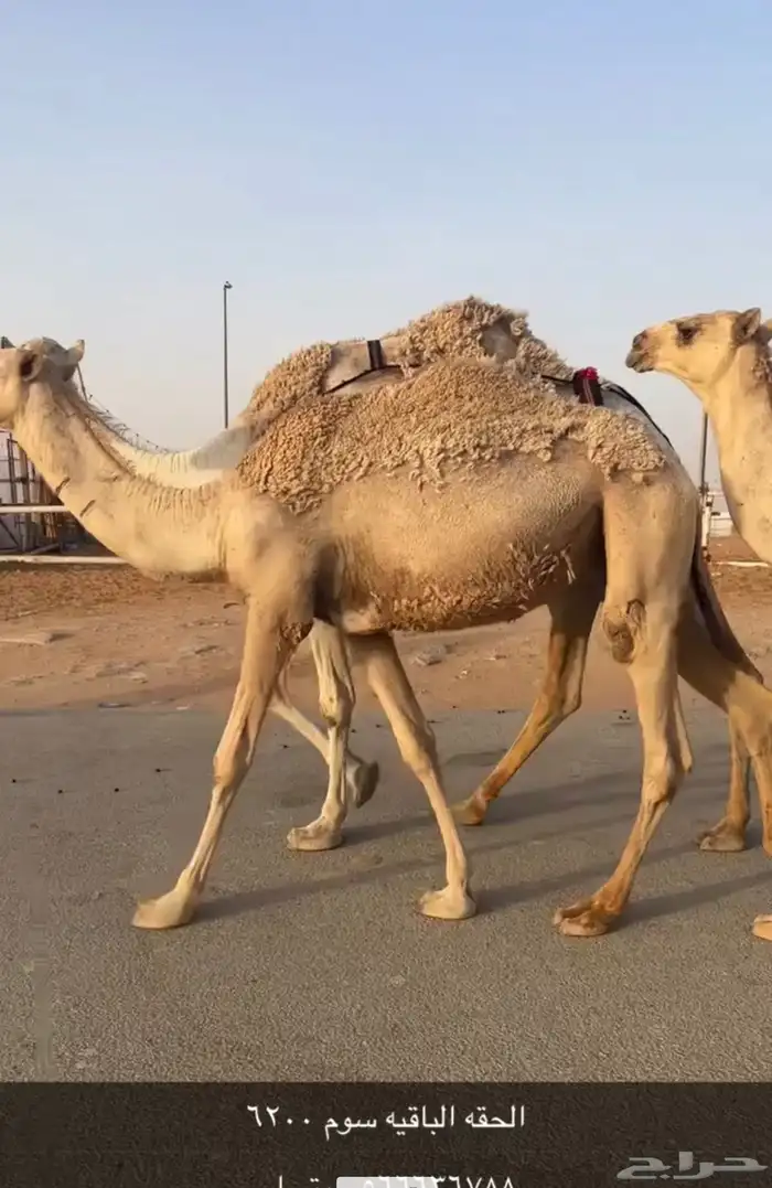 حشو للبيع قعدان وبكار مفاريد وحقايق 4