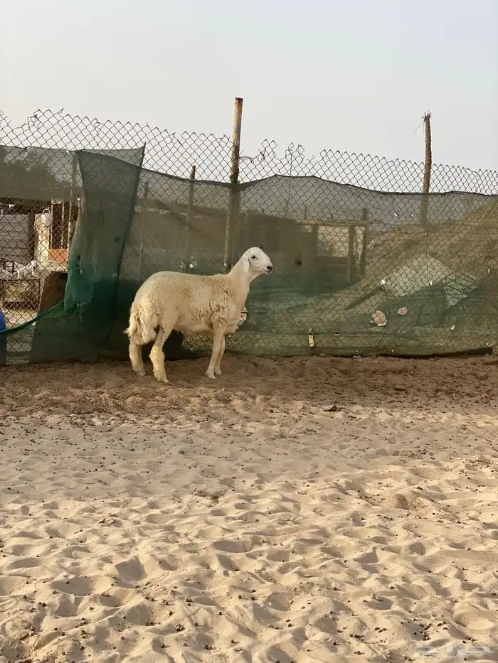 مشروع فحل حري ( تم البيع ) 7