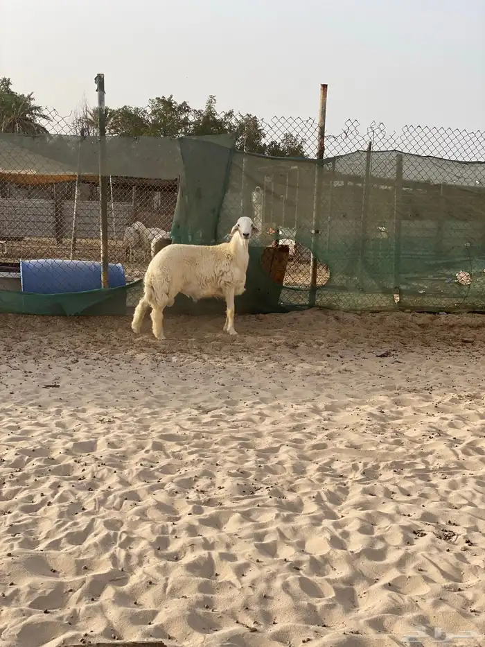 مشروع فحل حري ( تم البيع ) 4