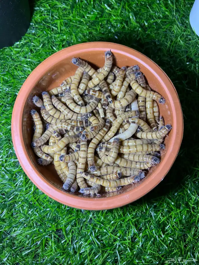 دود عتل super mealworms 0